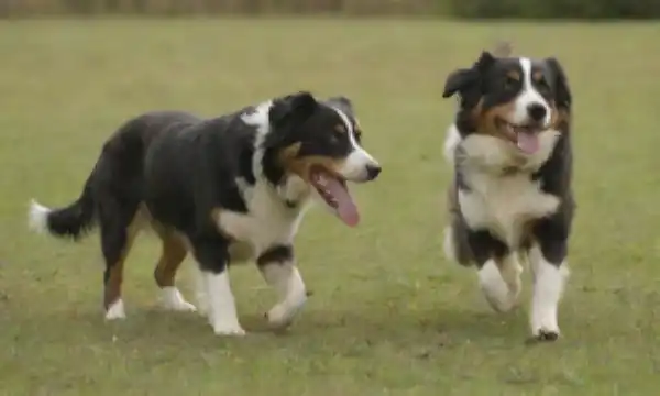 2 perros jugando juntos, collies y pastores australianos, en un campo verde hierba, con sol, interacción amistosa