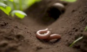 Earthworms