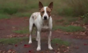 Un perro de pie sobre un área pastosa