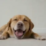 Un perro durmiendo o acostado con boca abierta